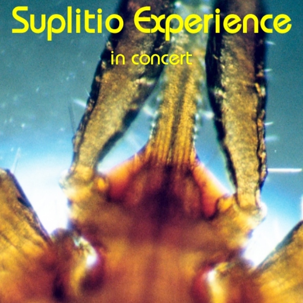 files/audio/suplitio experience/LittleWing.jpg